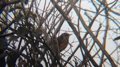 Turdus rufopalliatus