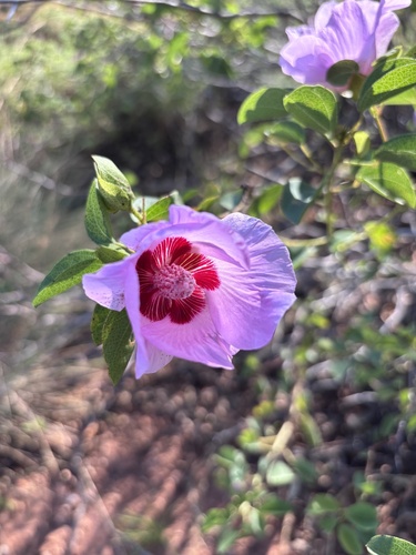 Gossypium sturtianum observed 2026-10-24