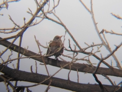 Turdus rufopalliatus