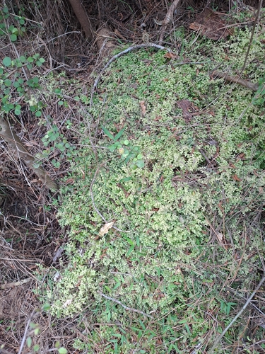 Trichocolea mollissima observed 2026-10-24