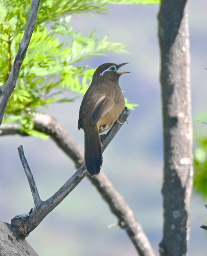 Garrulax canorus observed 2026-10-23