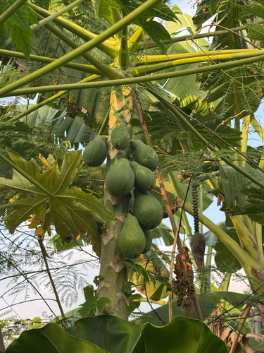 Carica papaya observed 2026-10-22