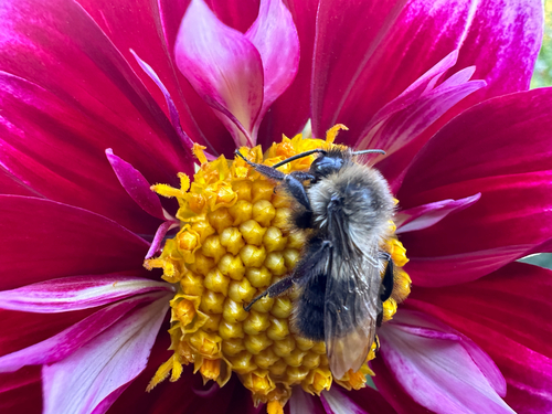 Common Eastern Bumble Bee photograph by the iNaturalist community