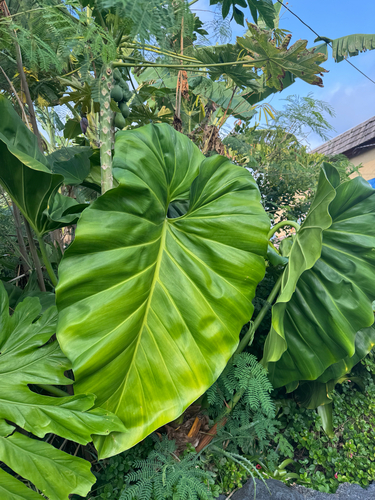Philodendron giganteum observed 2026-10-22