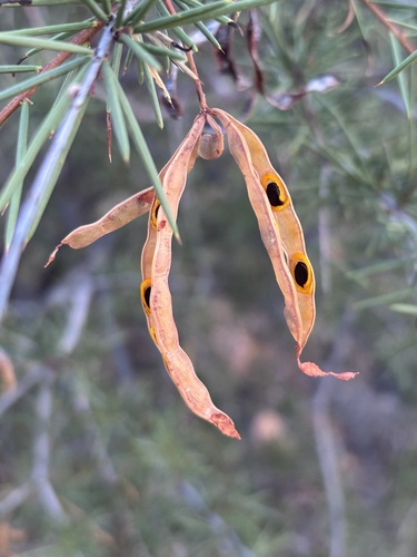 Acacia tetragonophylla observed 2026-10-22