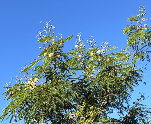 Leucaena leucocephala observed 2026-10-23