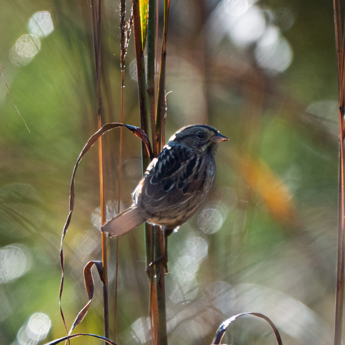 Song Sparrow photograph by the iNaturalist community