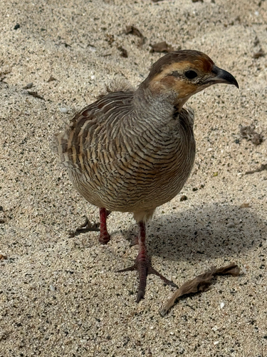 Ortygornis pondicerianus, 2026-10-23