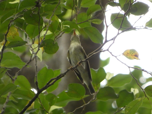 Phylloscopus borealis observed 2026-10-22
