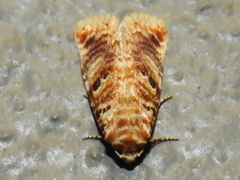 Diastema tigris