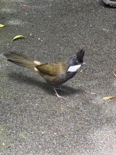 Psophodes olivaceus observed 2026-10-24