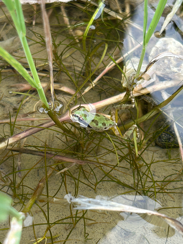 Pacific chorus frog photograph by the iNaturalist community