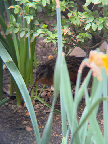 Virginia Rail