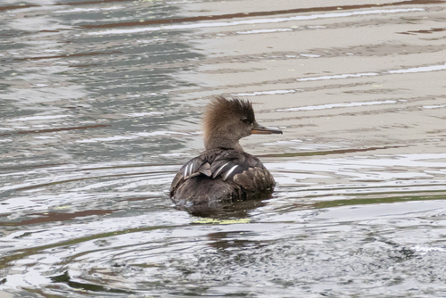 Hooded Merganser photograph by the iNaturalist community