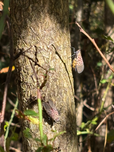 Spotted Lanternfly photograph by the iNaturalist community
