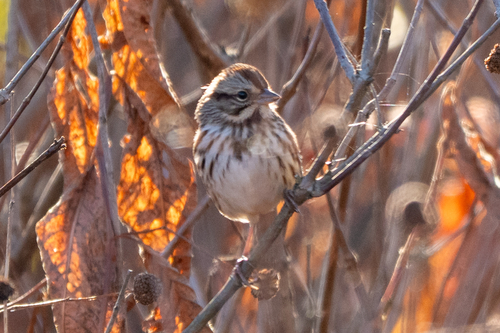 Song Sparrow photograph by the iNaturalist community