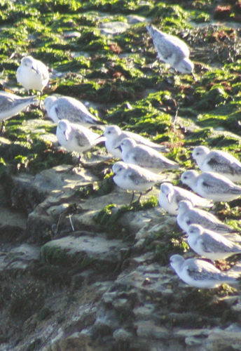 Sanderling photograph by the iNaturalist community