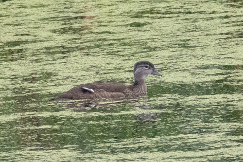 Wood Duck photograph by the iNaturalist community