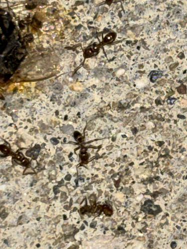 Linepithema humile observed 2026-10-23