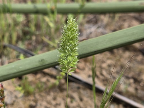 Rostraria cristata, 2026-10-18