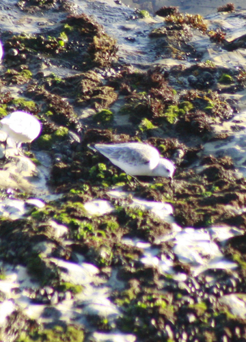 Sanderling photograph by the iNaturalist community