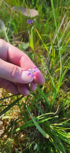 Viola betonicifolia, 2026-10-24