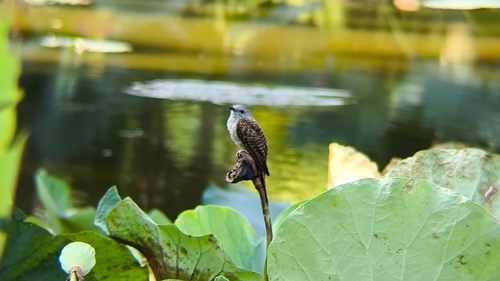 Cacomantis merulinus observed 2026-10-24
