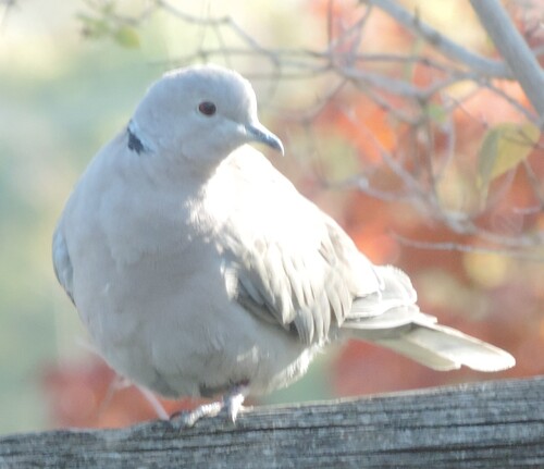 Eurasian Collared-Dove photograph by the iNaturalist community