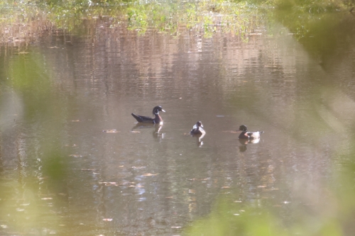 Wood Duck photograph by the iNaturalist community