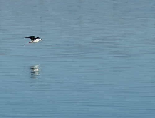 Black-necked Stilt photograph by the iNaturalist community