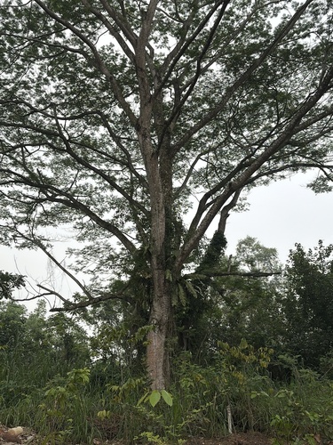 Falcataria falcata observed 2026-10-24