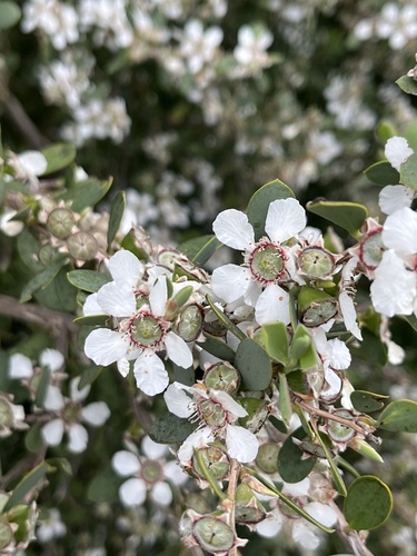 Leptospermum laevigatum observed 2026-10-24