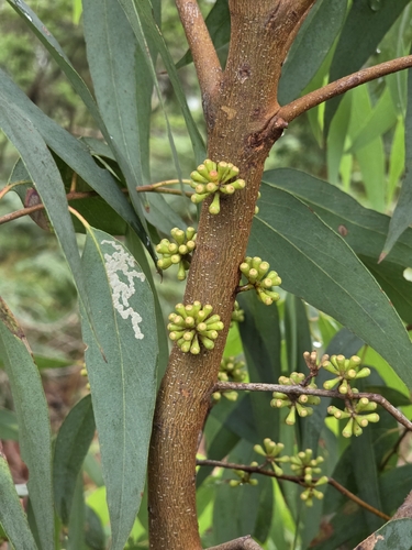 Eucalyptus radiata observed 2026-10-24