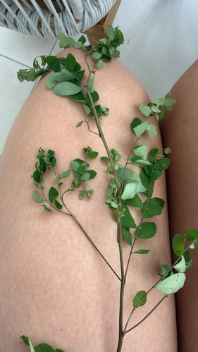 Phyllanthus tenellus observed 2026-10-23