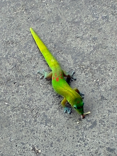 Phelsuma laticauda, 2026-10-23