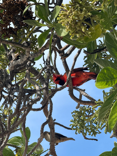 Cardinalis cardinalis observed 2026-10-23