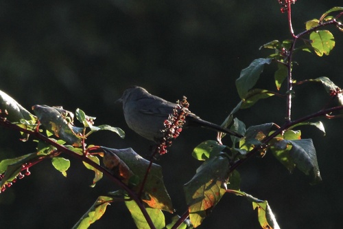 Gray Catbird photograph by the iNaturalist community