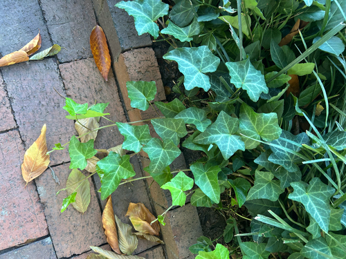 common ivy photograph by the iNaturalist community