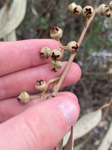Eucalyptus camaldulensis observed 2026-10-22
