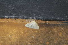 Hahncappsia pergilvalis