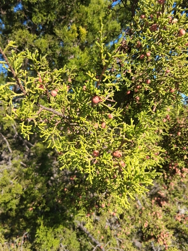 redberry juniper