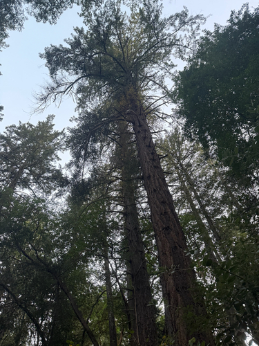 Sequoia sempervirens observed 2026-10-23