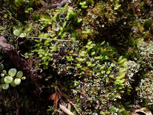 Brachymenium observed 2026-09-12