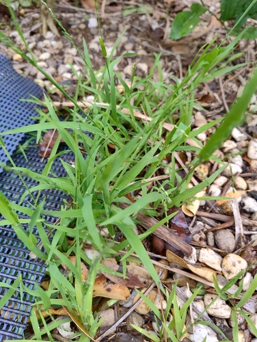 Ehrharta erecta observed 2026-10-24
