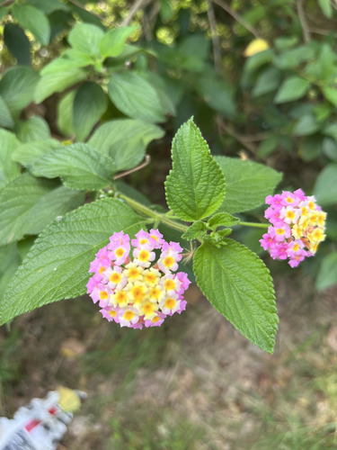 common lantana photograph by the iNaturalist community