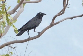 Corvus orru observed 2026-10-24