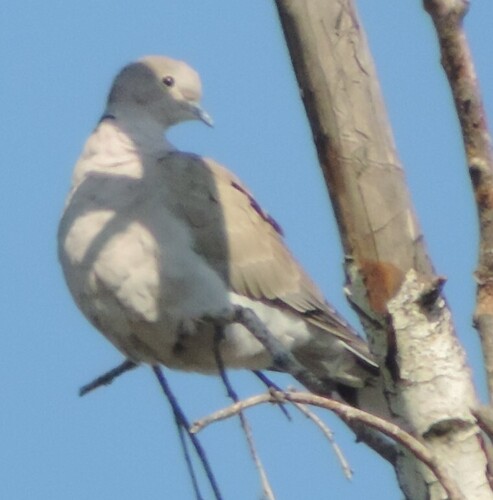 Eurasian Collared-Dove photograph by the iNaturalist community