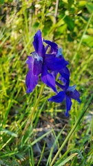Delphinium bicolor