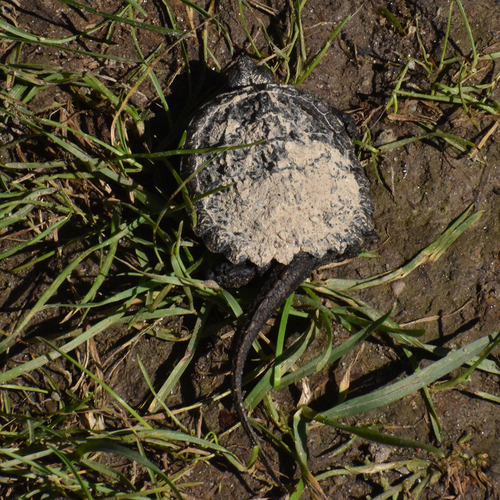 Common Snapping Turtle photograph by the iNaturalist community