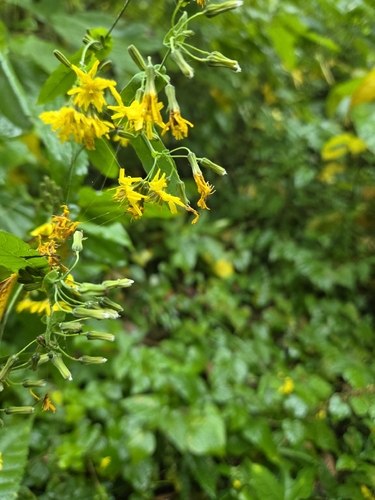 Crepidiastrum denticulatum observed 2026-10-24